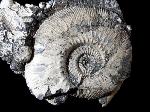 Kosmoceras (Gulielmiceras) jason (REINECKE 1847) - Bild © FossNet FossilienStore